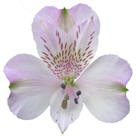 Alstro Lavender Pacific Fancy