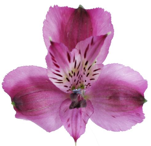 Alstro Purple Napoli Select