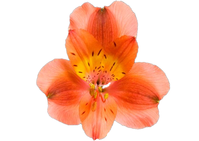 Alstro Orange Queen Select