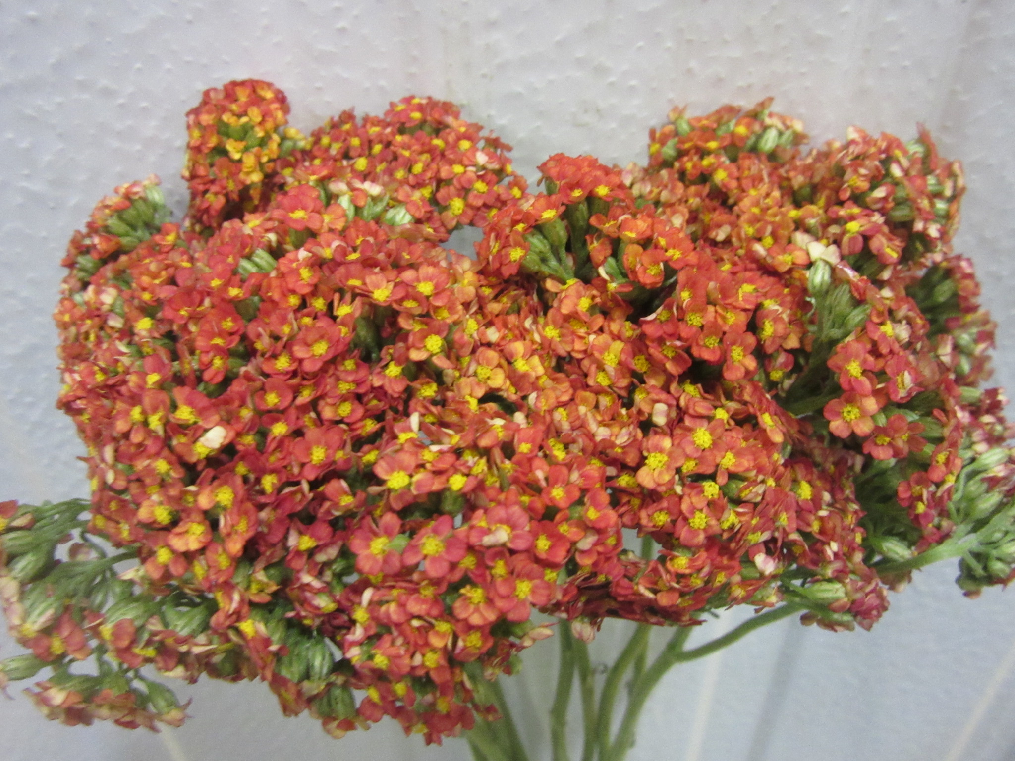 Achillea SPX Orange