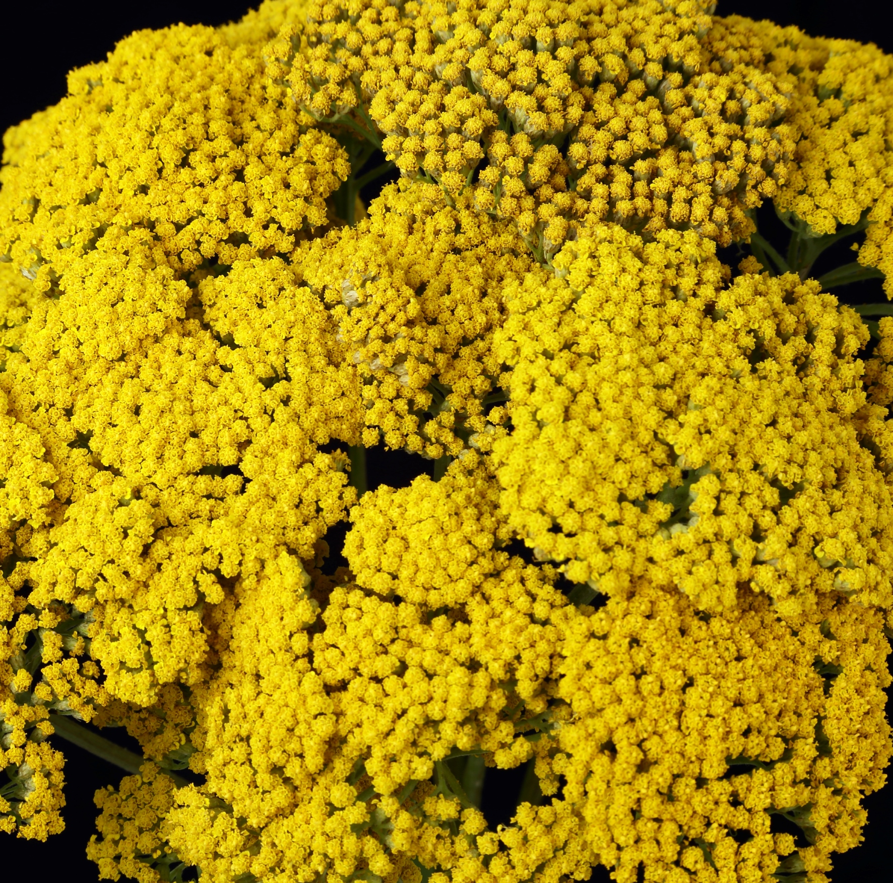 Achillea SPX Yellow Yarrow