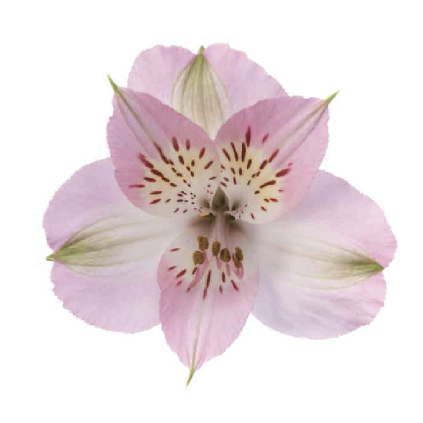Alstro Light Pink Dubai Super S.