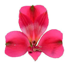 Alstro Hot Pink Secret Select