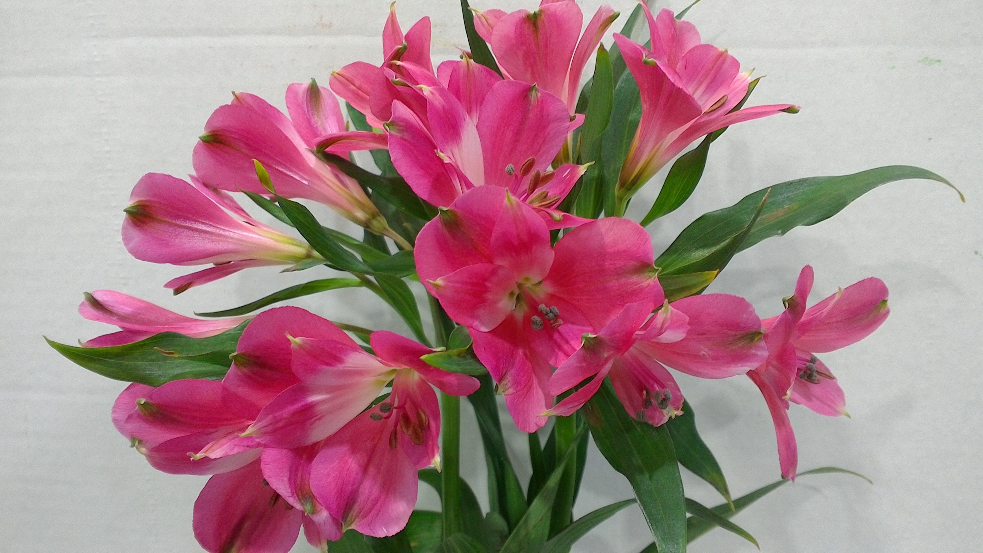 Alstro Hot Pink Secret Super S.