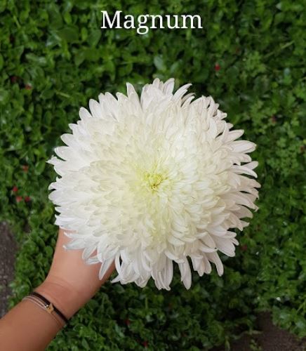 Chrysantemum Super Cremon Magnum White 70 Cm