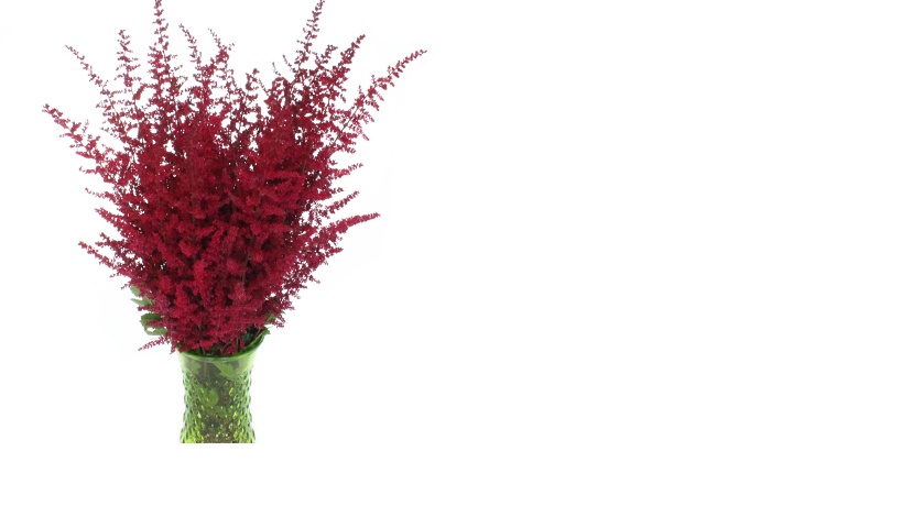 Astilbe Paul Gaarder Red 55 Cm