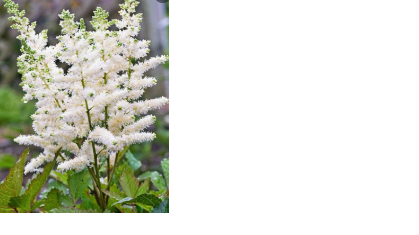 Astilbe Washington White 50 Cm