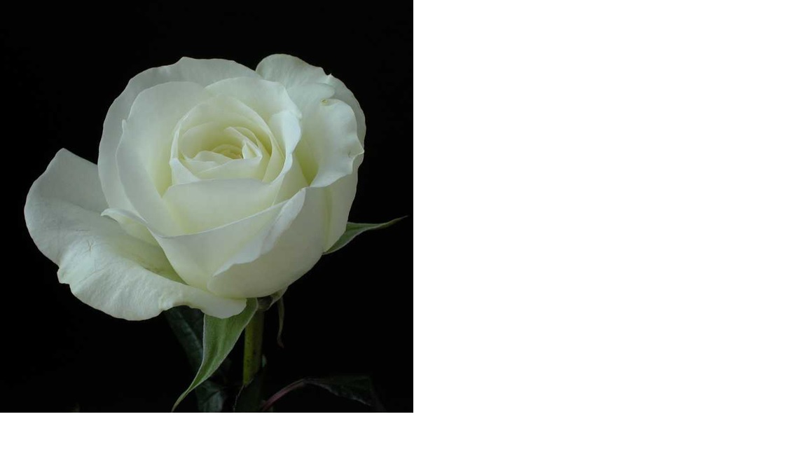 Color Roses Akito White 50 Cm
