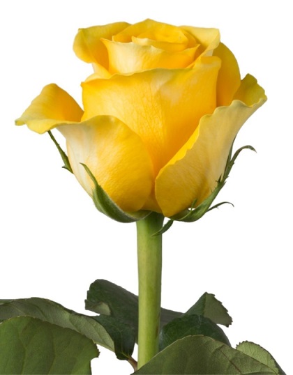 Color Roses Brighton Yellow 50 Cm