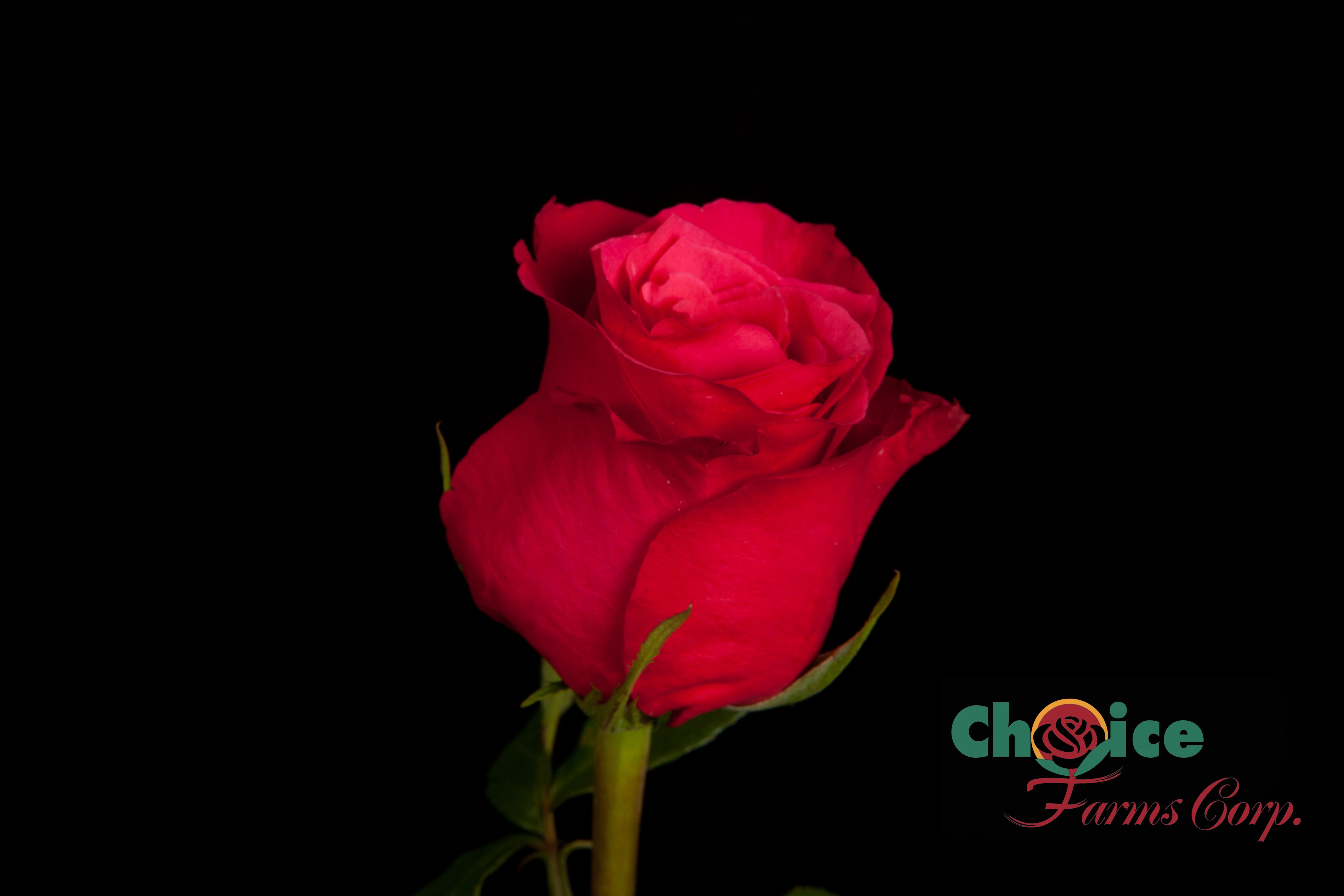 Color Roses Cherry Oh Pink Hot 50 Cm