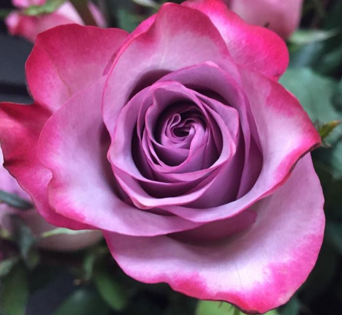 Color Roses Deep Purple Lavender 60 Cm