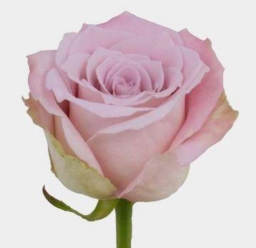 Color Roses Faith Pink 50 Cm