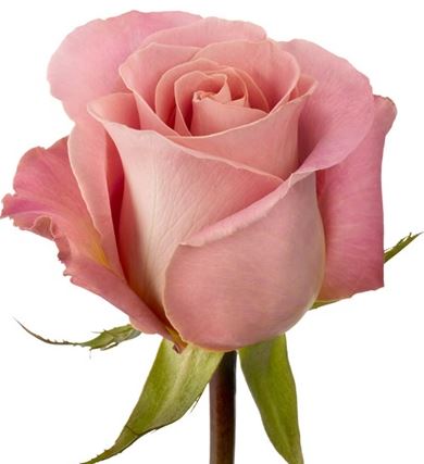 Color Roses Hermosa Pink 50 Cm