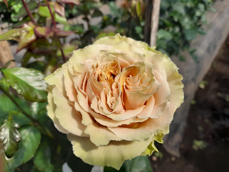Color Roses Caramel Macchiatto Caramel 70 Cm