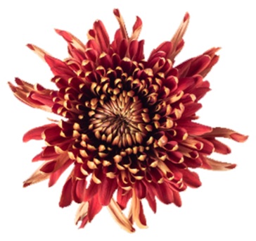 Chrysantemum Spider Mum Cocoa Peach 70Cm
