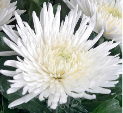 Chrysantemum Spider Mum Anastasia White 70Cm