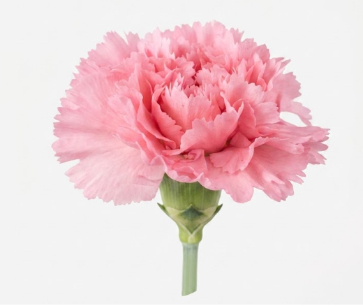CARNATION PINK SELECT