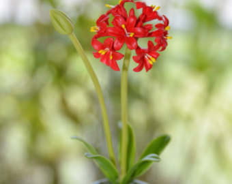Agapanthus Red