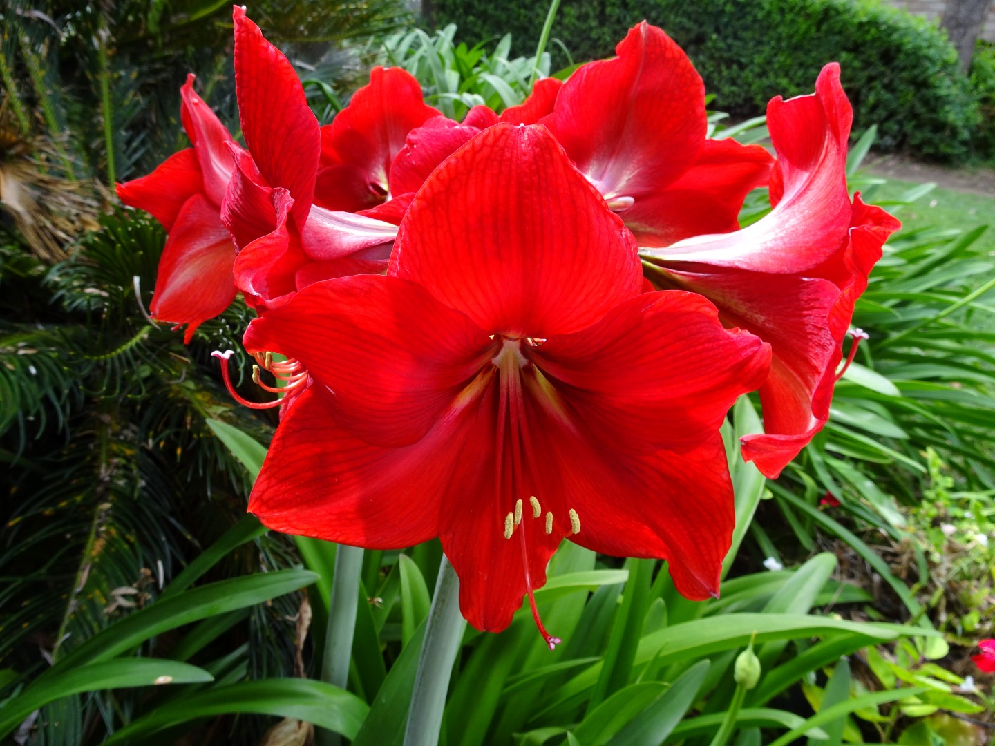 Agapanthus Tinted Red