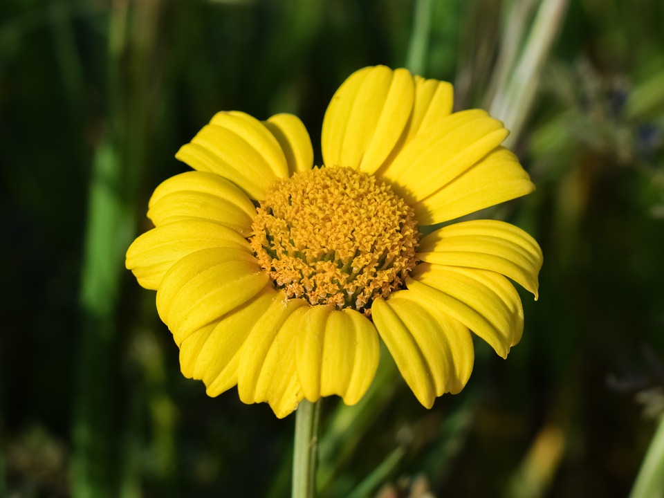 Pom Daisy Viking Yellow