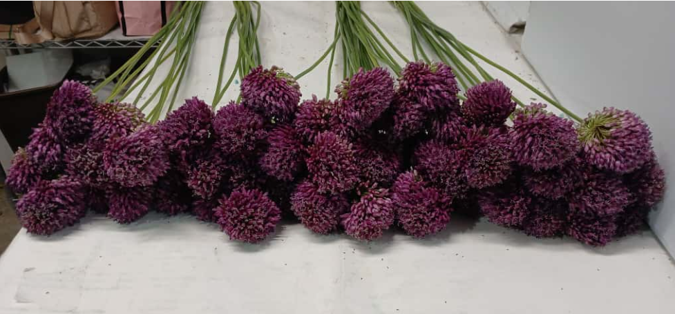 Allium Purple Bullet 80 cm