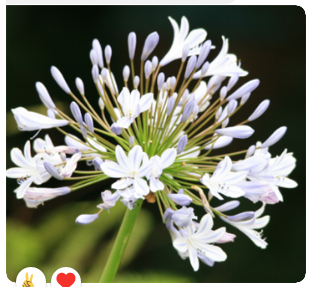 Agapanthus White 70 cm