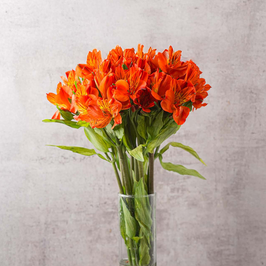 ALSTROEMERIA ORANGE SELECT 70CM