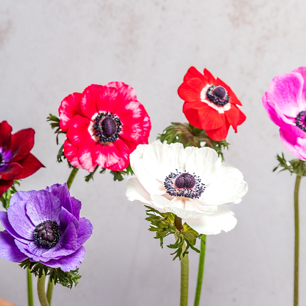ANEMONES ASSORTED MARIANE 30-35CM