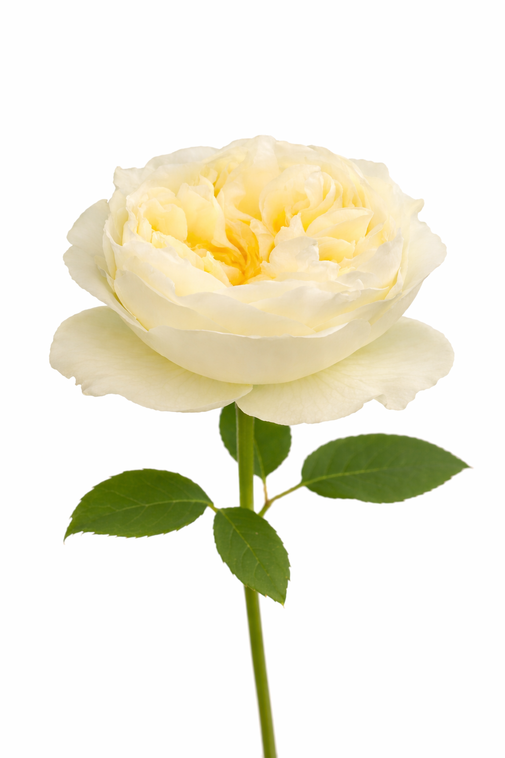 Antonia Garden Cream 50 cm