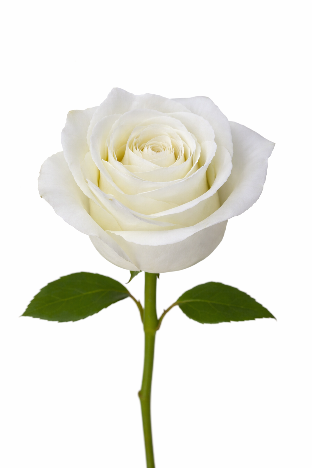 Highlight White Wholesale Rose — $1.22/stem | Floropolis