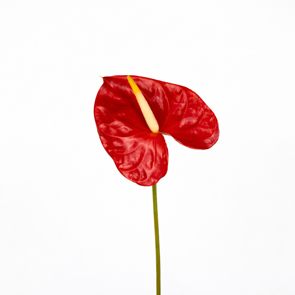 Anthurium XLarge (12-14cm) Red