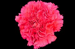 CARNATION HOT PINK BIZET FANCY