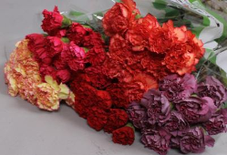 CARNATION FALL PACK FANCY