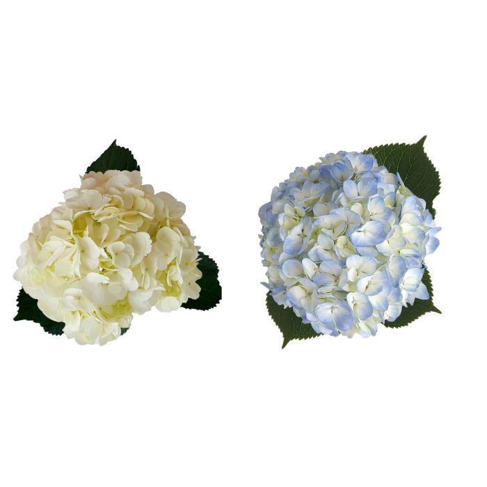 HYDRANGEA ASST SELECT
