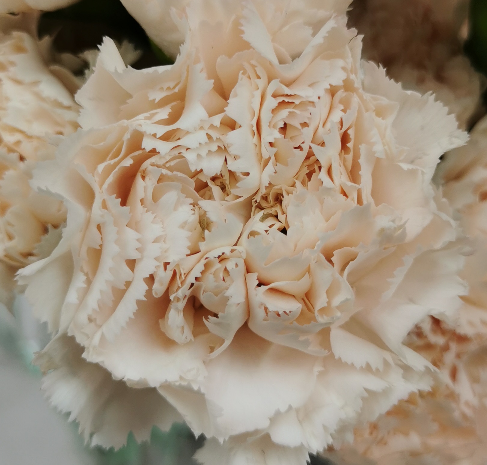 CARNATION PEACH BRUT SELECT