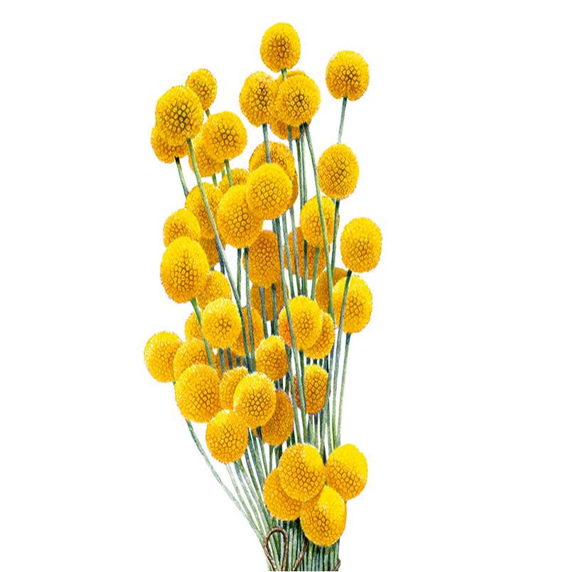 CRASPEDIA DRUMSK 60 CM