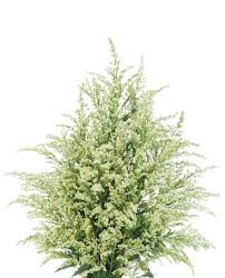 ASTER SOLIDAGO CREAM ESTELLE 70CM
