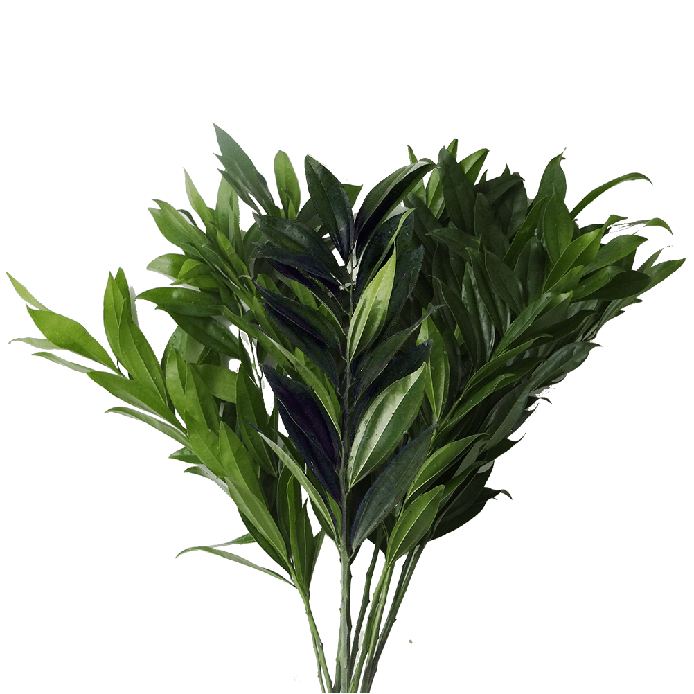 FILLERS GREEN COCCULUS