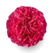 CARNATION HOT PINK BACH FANCY