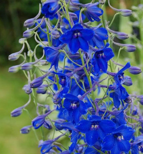 DELPHINIUM BLUE VOLK 70 CM