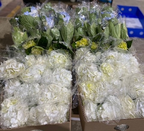 HYDRANGEA ASST TRILOGY COMBO SELECT