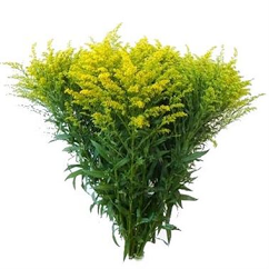 ASTER SOLIDAGO YELLOW GOLDEN GLORY 70CM