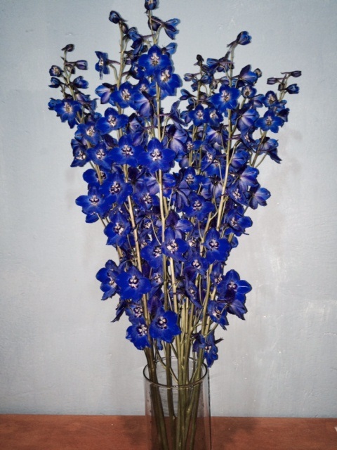 DELPHINIUM BLUE SEA WALTZ BLUE 90CM