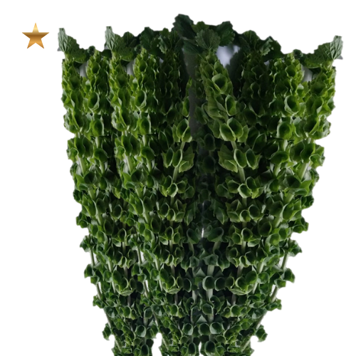Bells of Ireland Green 80CM