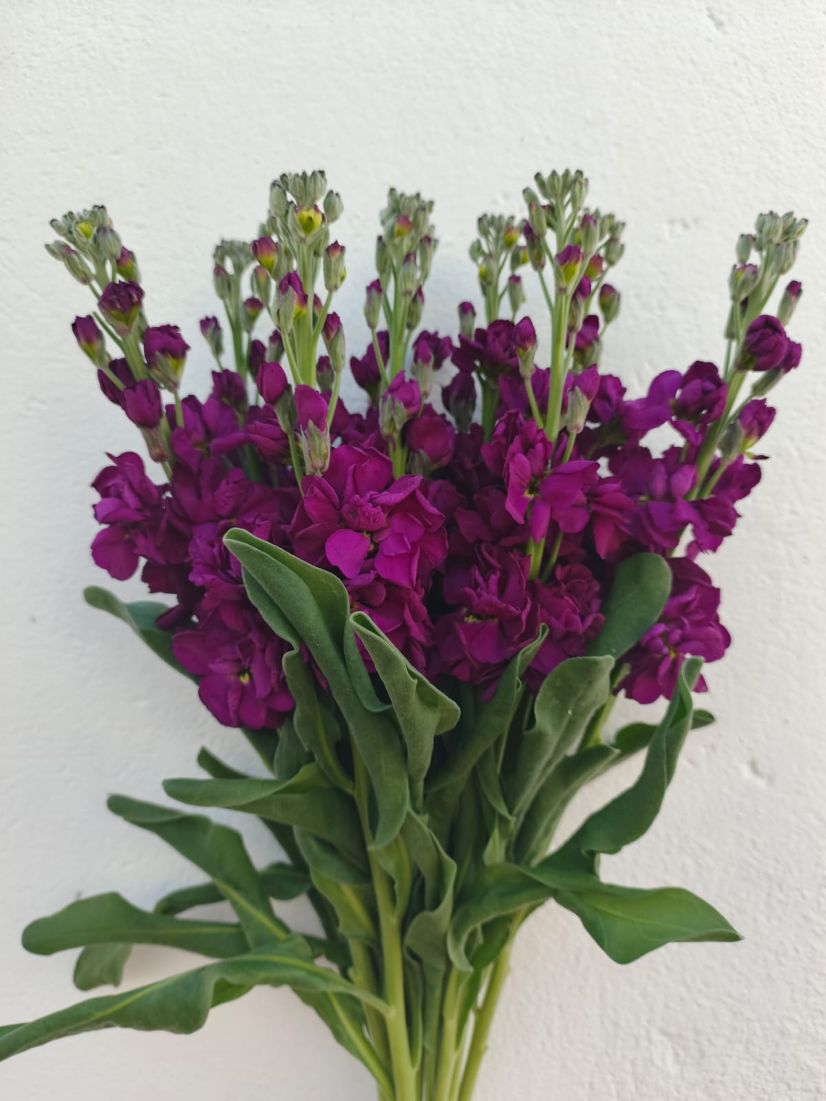 Stock Dark Purple Select 70CM