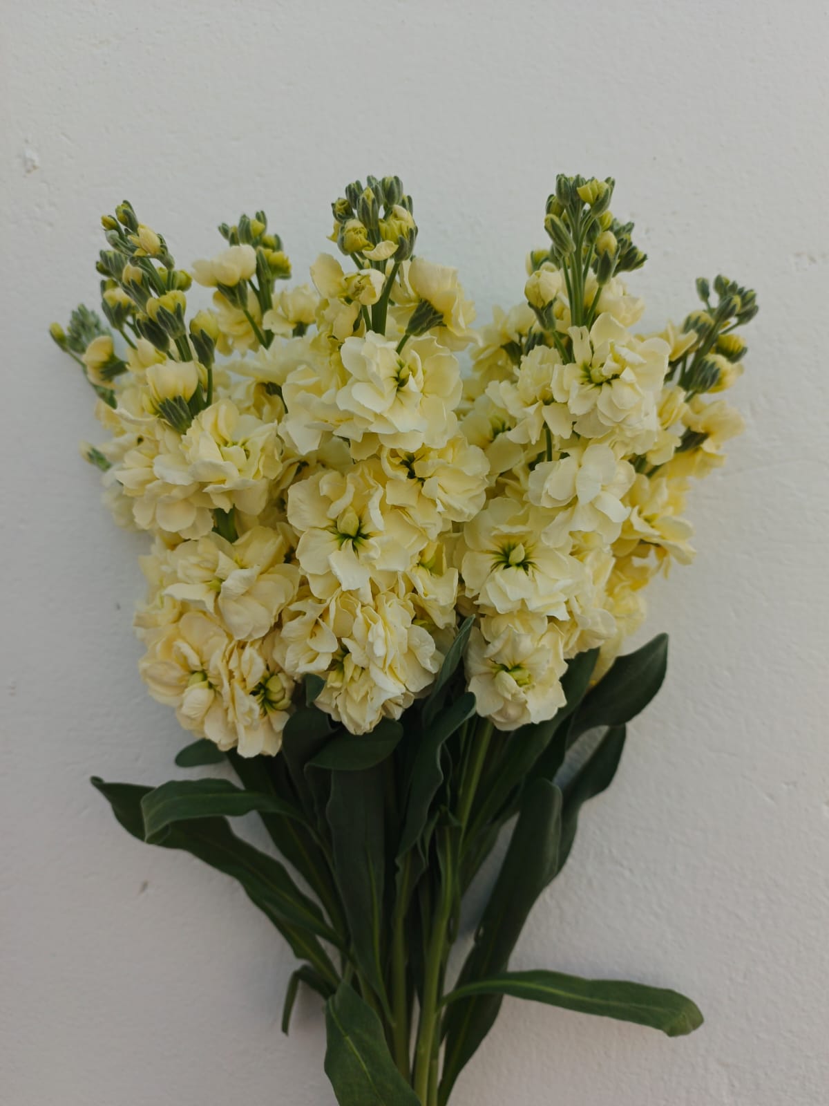Stock Cream Select 70CM