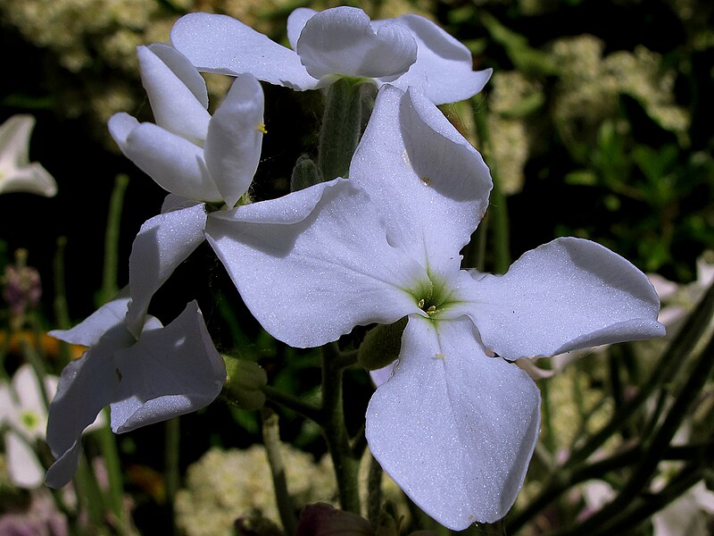 Stock White Fancy