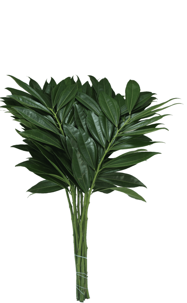 Foliage/Greens Green Cocculus 70CM