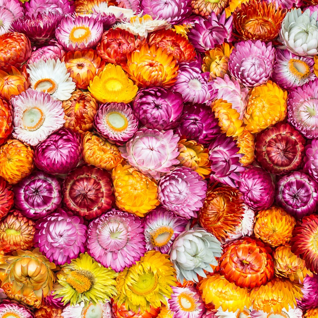 Strawflower Assorted 60CM