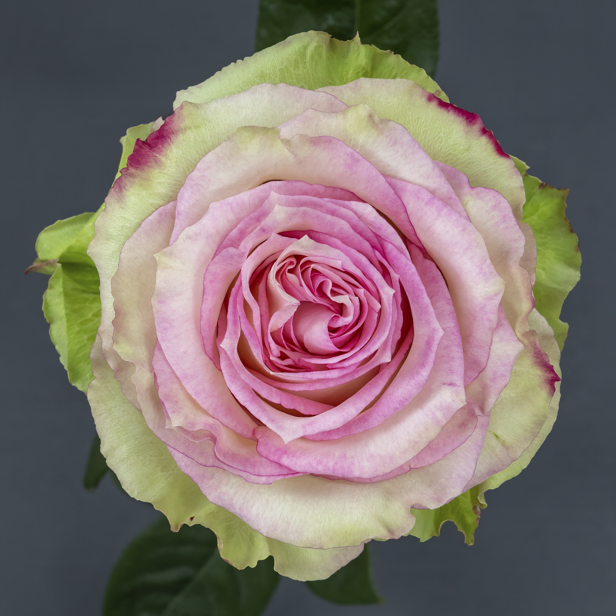 Premium Rose Bicolor Esperance 50cm